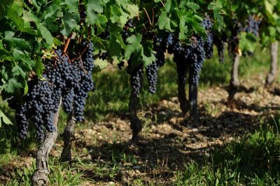 chateau turcaud vin entre deux mers 53